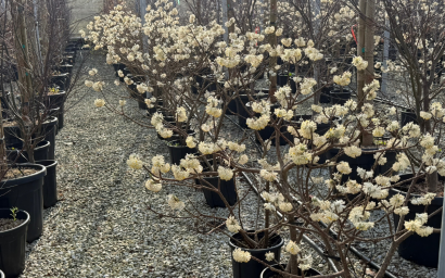 Edgeworthia chrysantha